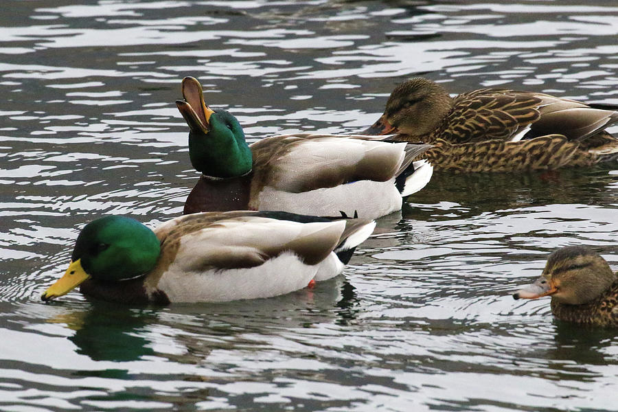 Quacking Photograph by Debbie Storie - Fine Art America