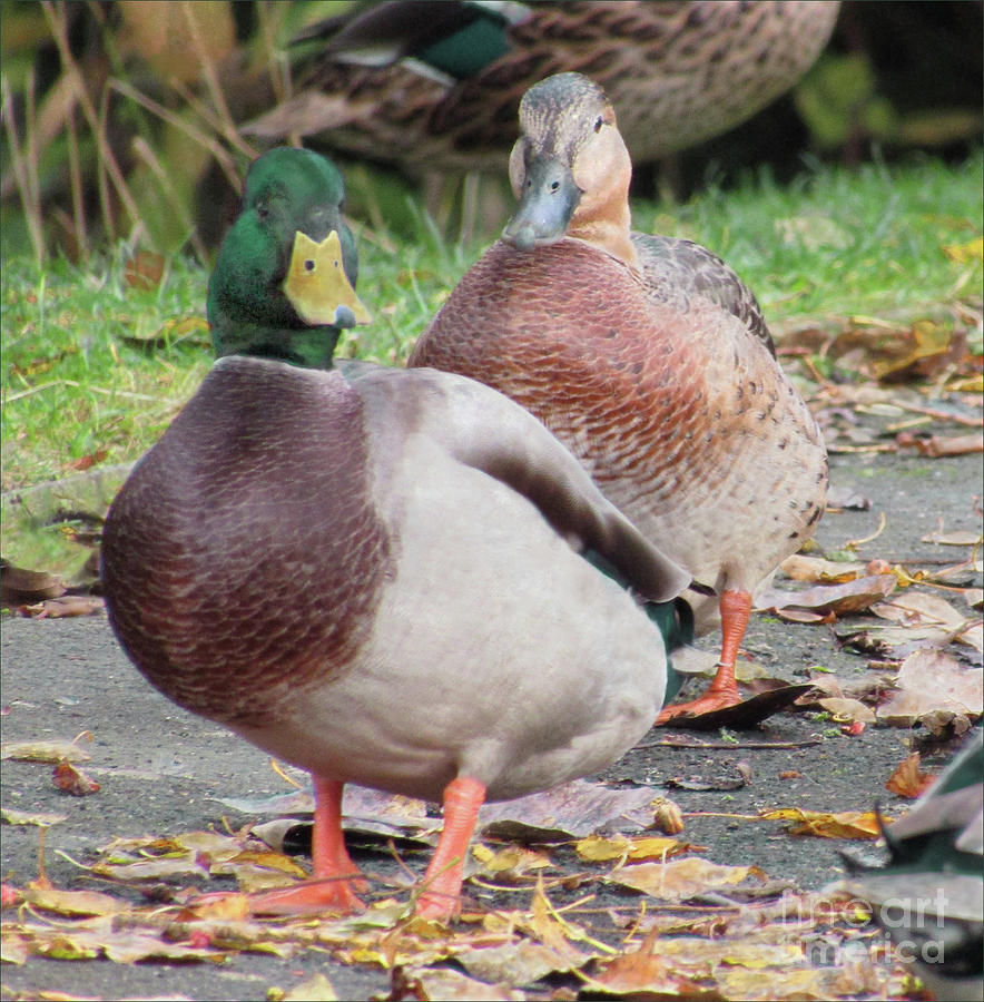 Quack..Quack, Follow Me and I Follow You Later. Photograph by Kim Tran