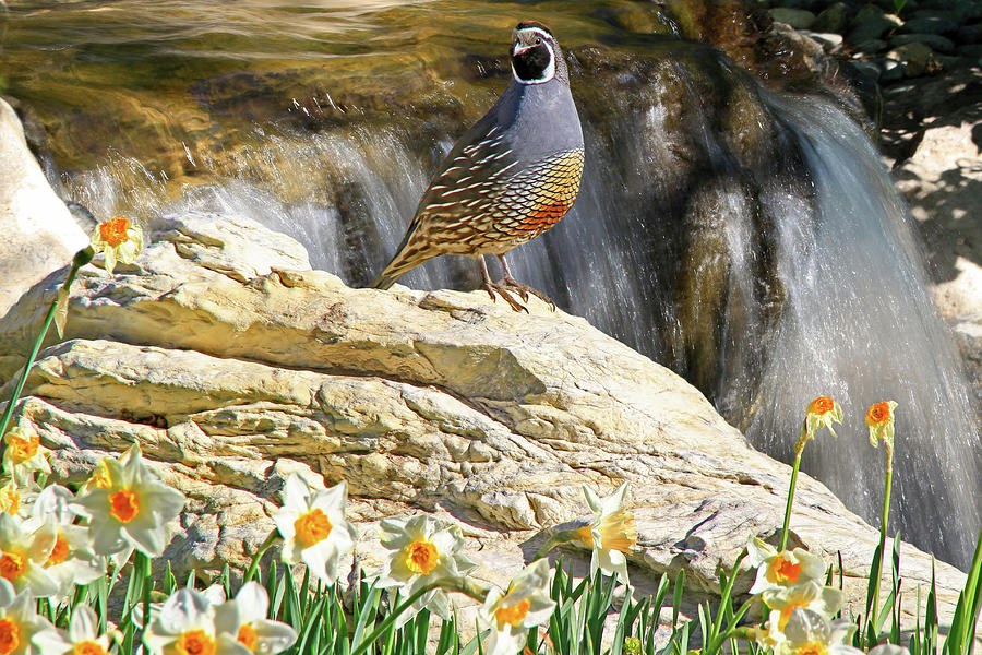 Quail and Daffies Photograph by Donna Kennedy