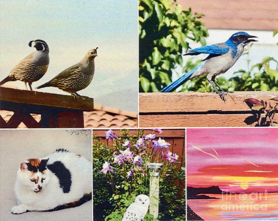 Quail, Blue Jay, Cat, Owl and acrylis Sunset   Photograph by Phyllis Kaltenbach