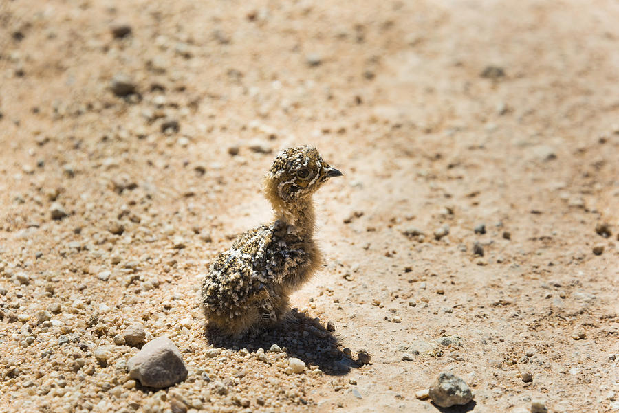 Quail -Coturnix coturnix- chick sitting on gravel road, Namibia Photograph by Valentin Wolf