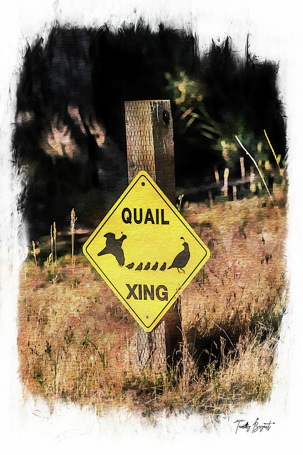 Quail Crossing w/ Dream Vignette Border Photograph by Tammy Bryant