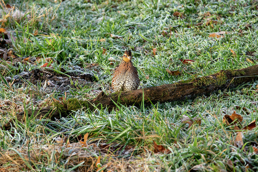 Quail in the frosted grass Photograph by Dan Friend