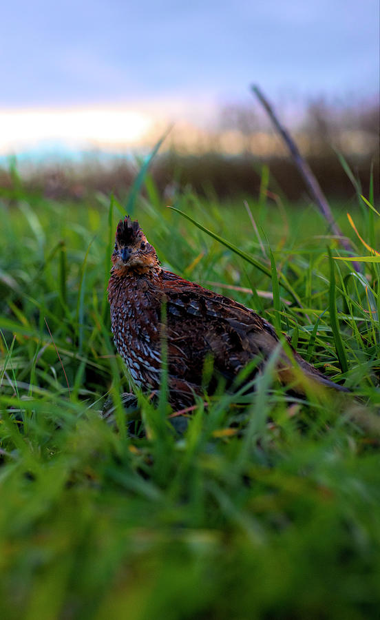 Quail in the grass looking back Photograph by Dan Friend