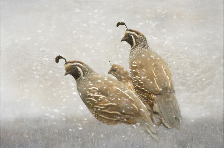 Quails in Winter Snow Photograph by Marilyn Wilson