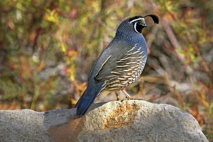 Quail On The Rocks Photograph by Donna Kennedy