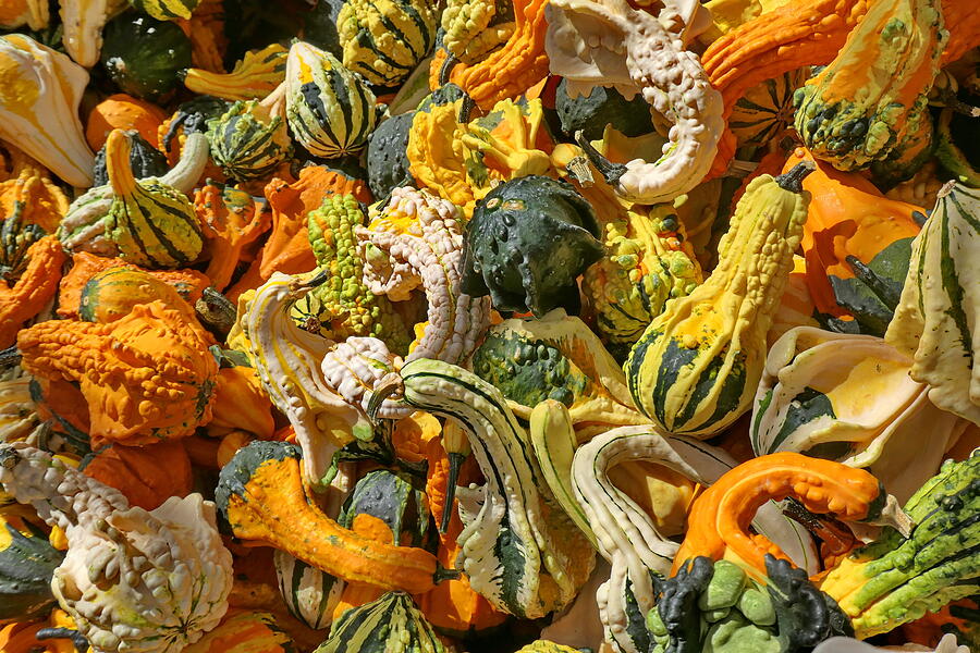 Pumpkin Photograph - Quaint Pattern from Inedible Pumpkins by Lyuba Filatova