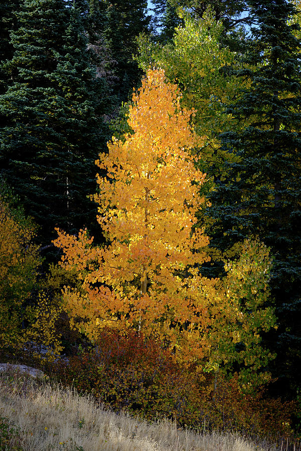 Quaking Aspen Glowing in Autumn Photograph by Mary Lee Dereske