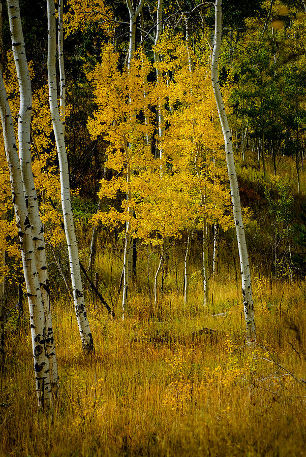 Quaking Aspens of Roosevelt National Forest Photograph by Danette Steele