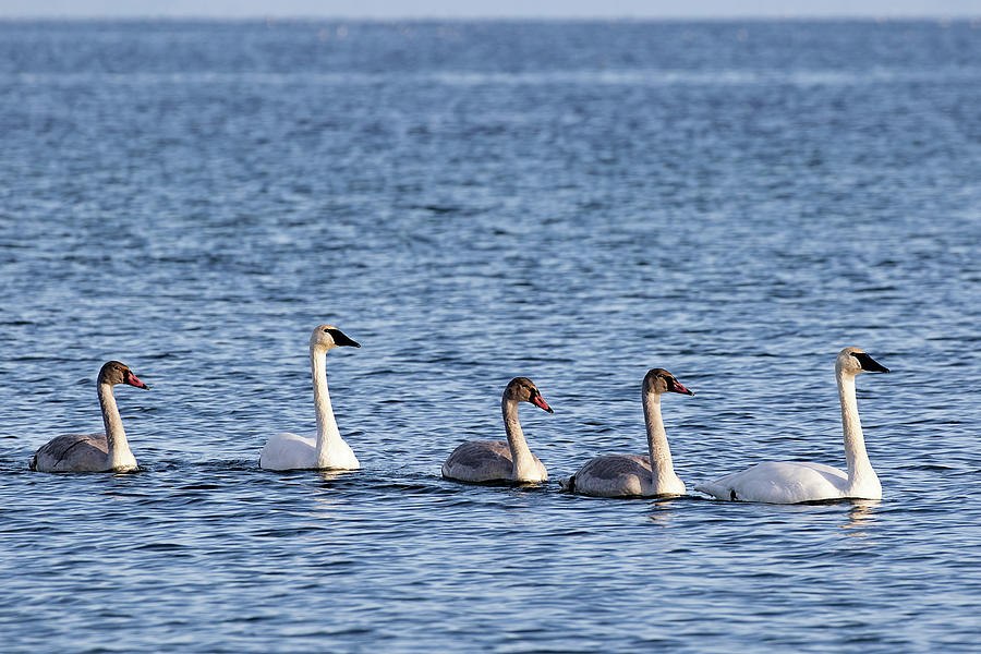 Qualicum Beach Trumpeter Swans Photograph by Peggy Collins
