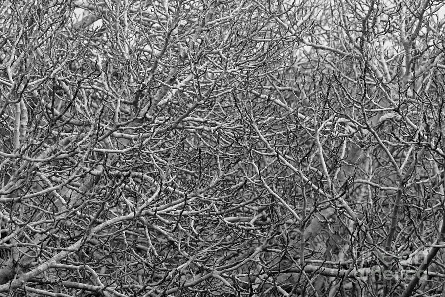 Plant Photograph - Quantum Entanglement In Black And White by Banyan Ranch Studios Plant Photograph - Quantum Entanglement In Black And White by Banyan Ranch Studios
