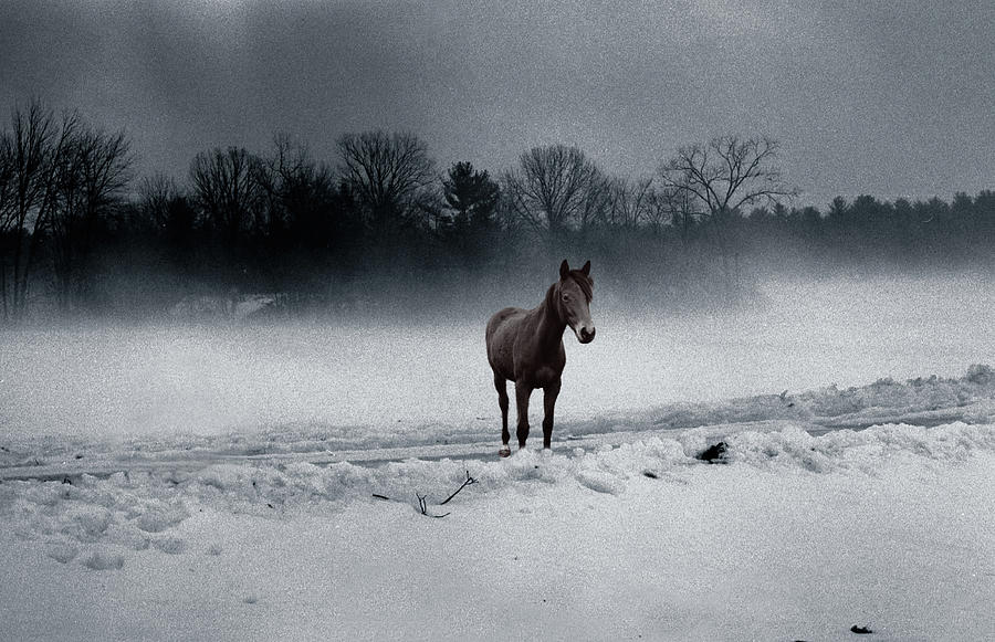 Quarter Horse in the Mist Photograph by Wayne King