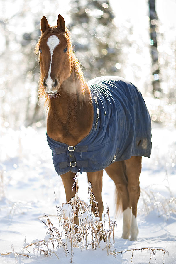 Quarter horse in winter Photograph by Jorja M. Vornheder