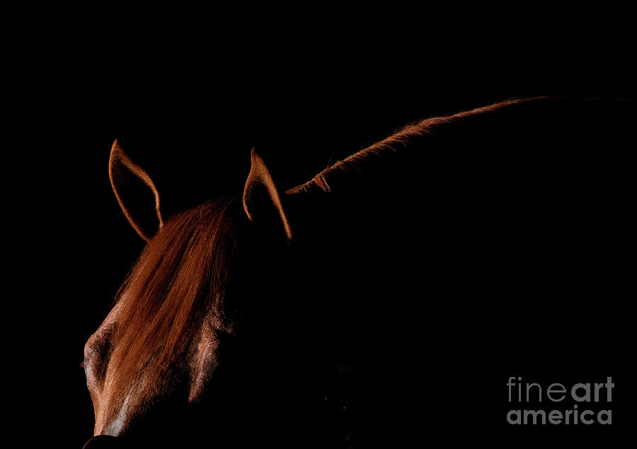 Quarter Horse Stallion Ears Photograph by Terri Cage