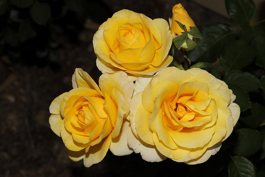 Quartet of Fragrant Yellow Roses Photograph by Mingming Jiang
