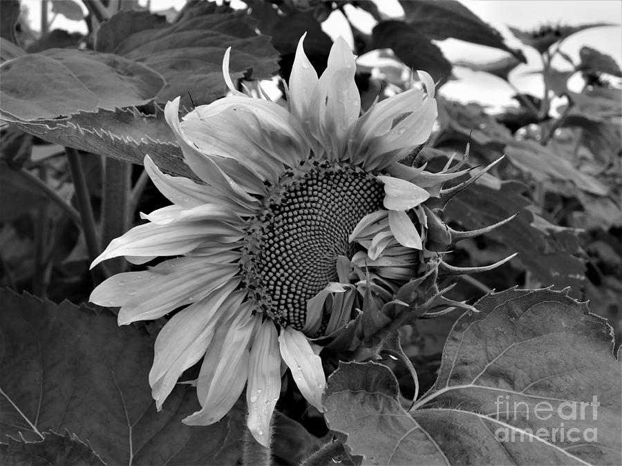 Sunflower Almost Open Photograph by Fantasy Seasons