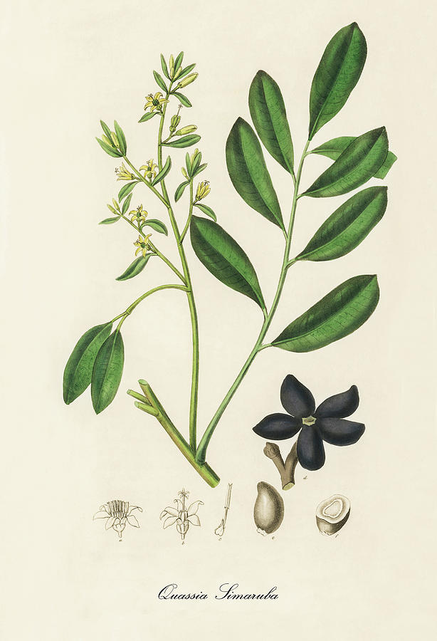 Nature Digital Art -  Quassia Simarouba - Chiriuana -  Medical Botany - Vintage Botanical Illustration - Plants and Herbs by Studio Grafiikka