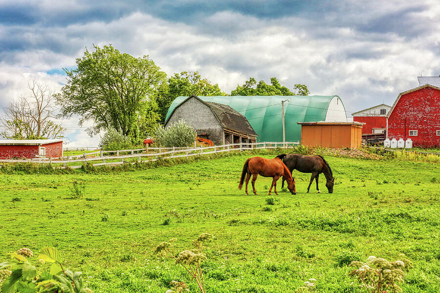 Quebec farm with grazing horses Photograph by Tatiana Travelways Quebec farm with grazing horses Photograph by Tatiana Travelways