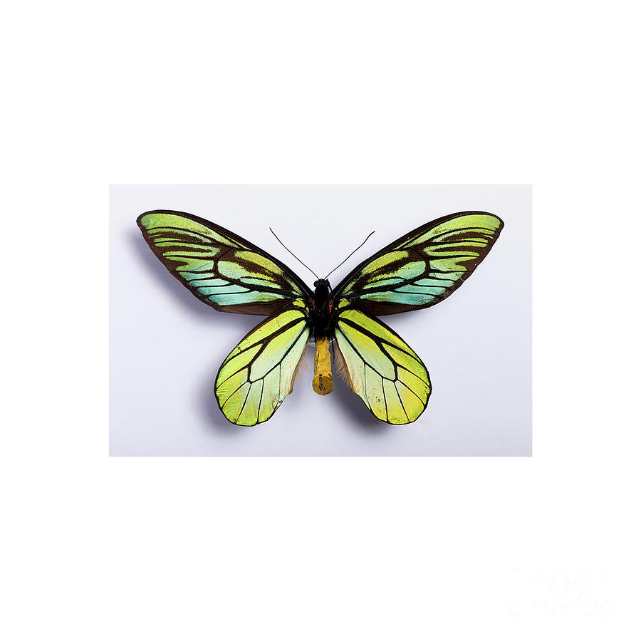 Queen Alexandra's Birdwing Drawing by David R Hardaway Pixels