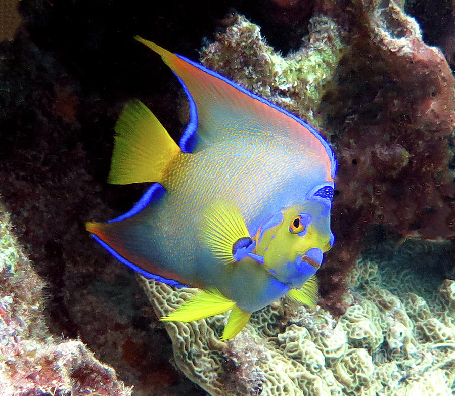 Queen Angelfish 28 Photograph by Daryl Duda