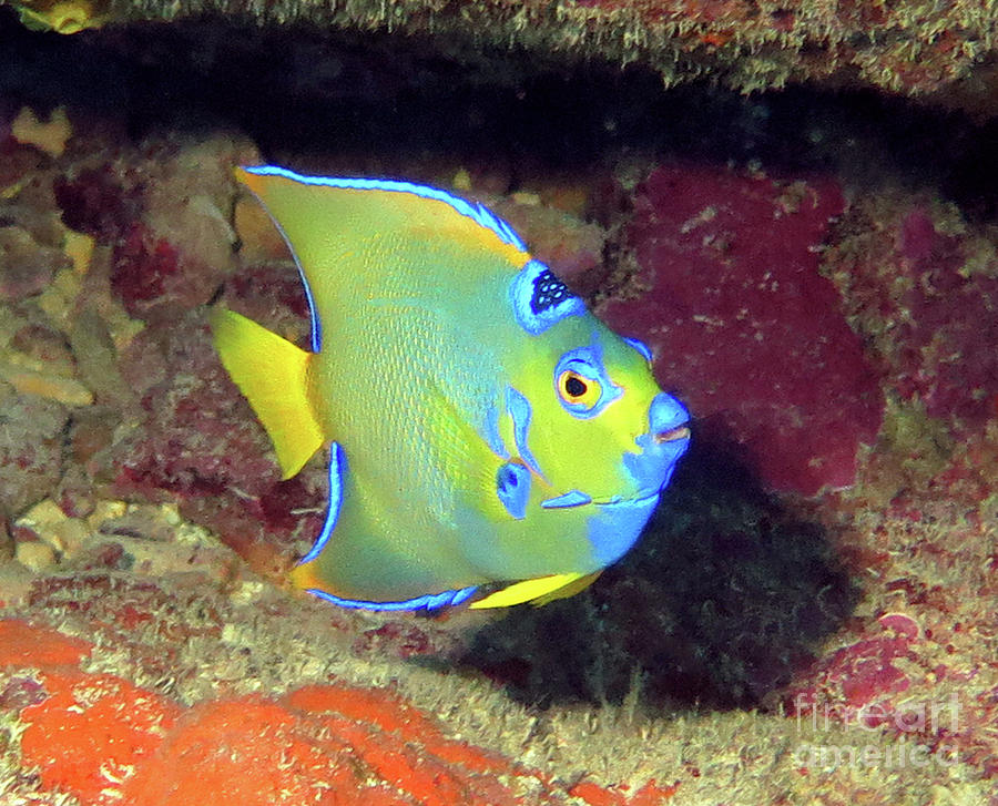 Queen Angelfish 50 Photograph by Daryl Duda