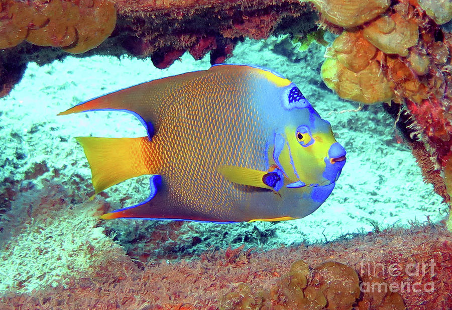 Queen Angelfish 53 Photograph by Daryl Duda