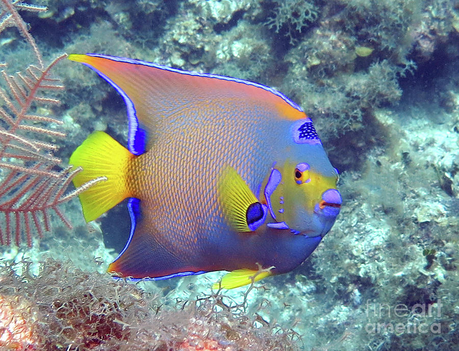 Queen Angelfish 54 Photograph by Daryl Duda