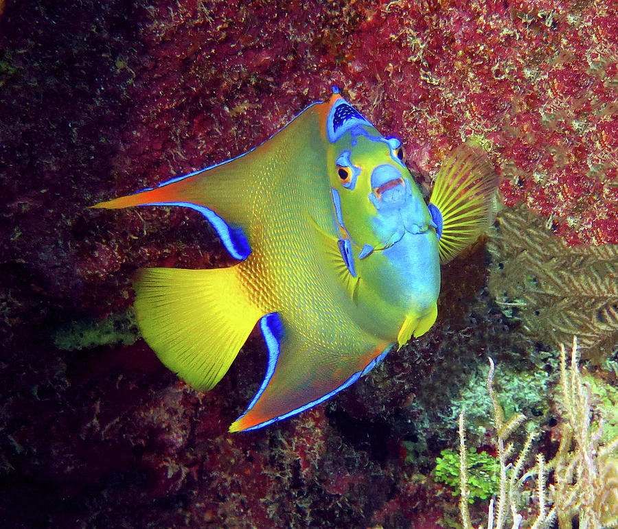 Queen Angelfish 81  Photograph by Daryl Duda