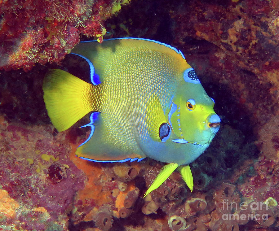 Queen Angelfish 84  Photograph by Daryl Duda