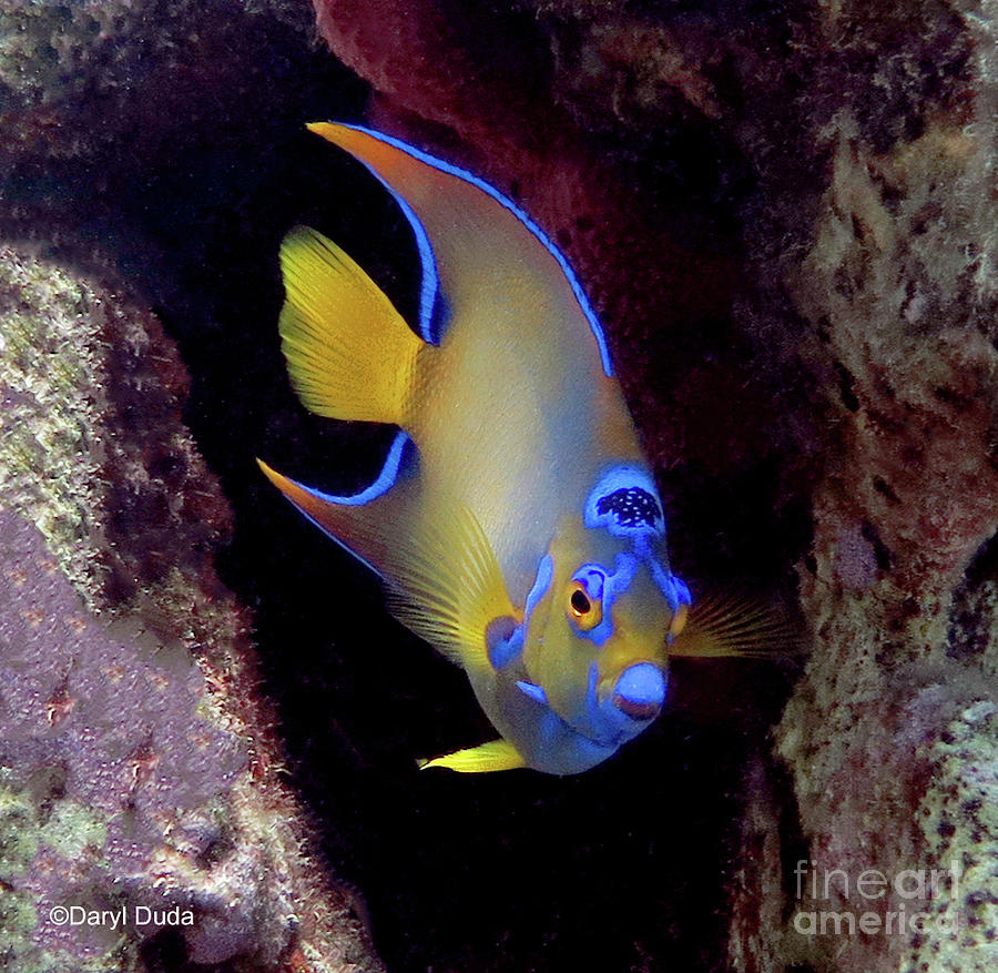 Queen Angelfish 91 Photograph by Daryl Duda