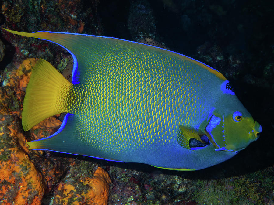 Queen Angelfish Photograph by Brian Weber