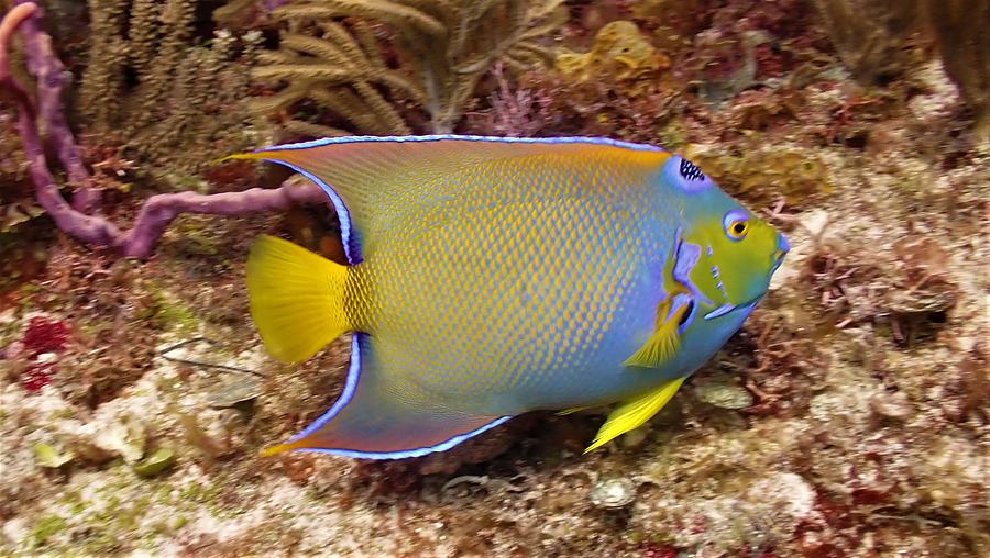 Queen Angelfish Photograph by Dan Heinen - Fine Art America