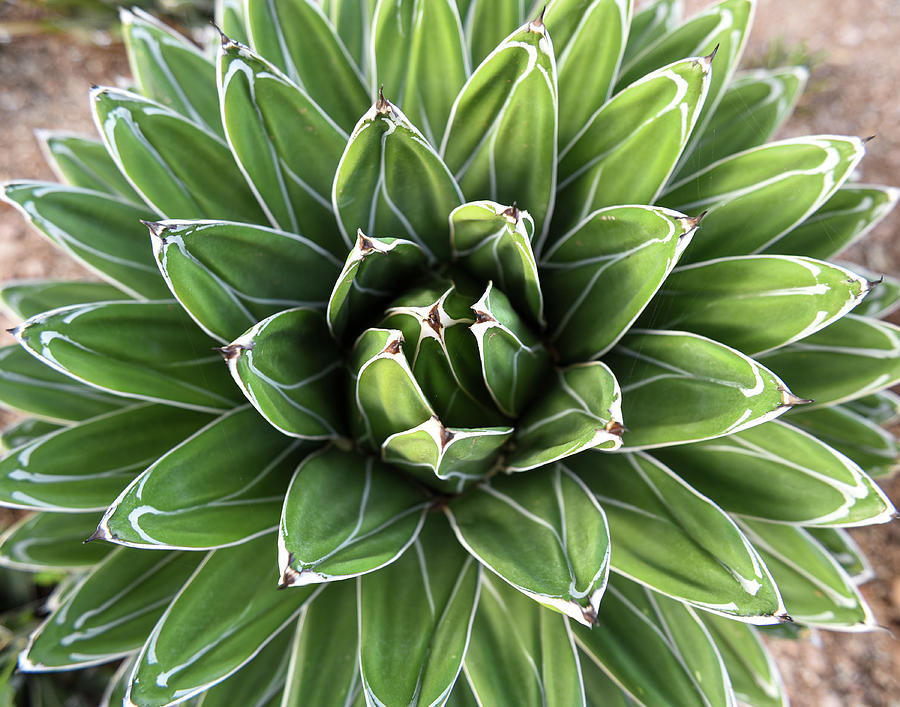 Queen Anne Agave Photograph by Sarah Mauldin - Fine Art America