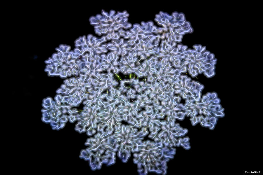 Queen Anne Lace Abstract Photograph by Roberta Byram