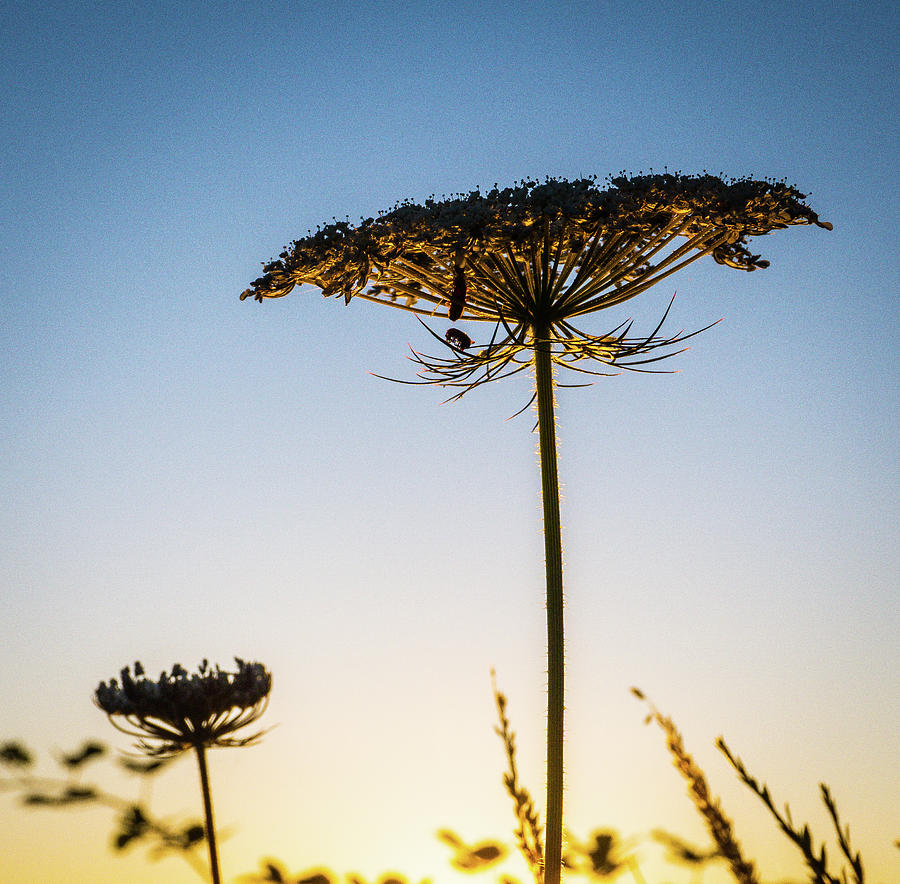 Queen Anne Lace At Sunrise Photograph by Peggy McCormick