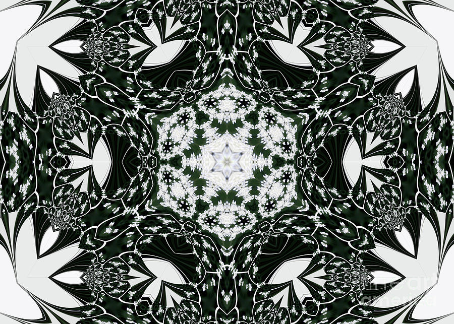 Queen Anne Lace Kaleidoscope - 1 Digital Art by Charles Robinson