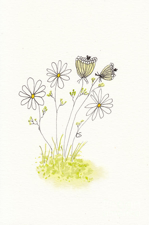 Queen Annes Lace and Daisies in Pen Ink and Watercolor Mixed Media by Conni Schaftenaar