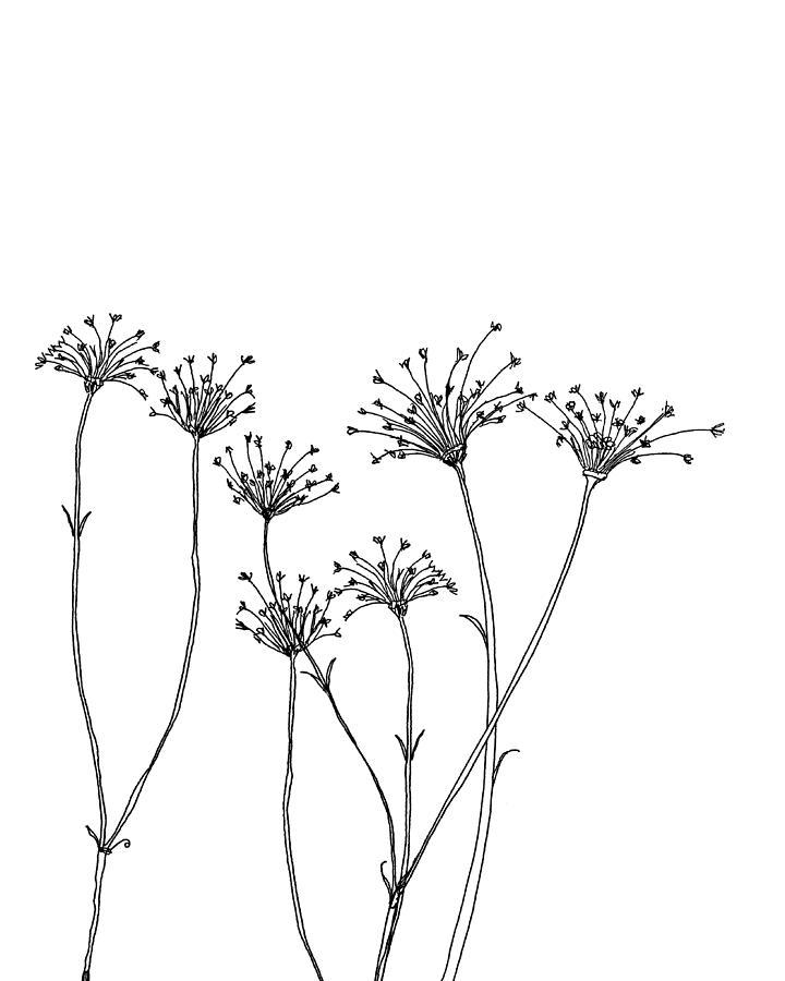Queen Annes Lace Drawing by Blenda Studio