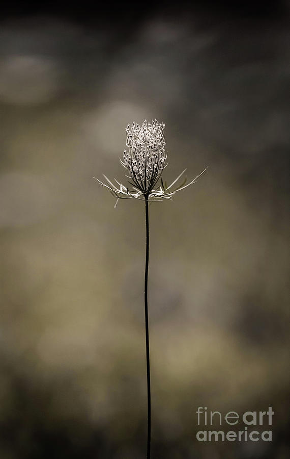 Queen Annes Lace Blossom Photograph by Diane Diederich