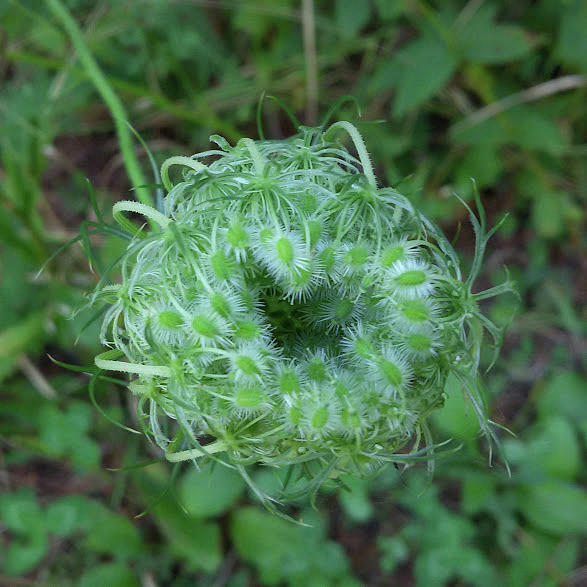 Queen Anne's Lace Budding Photograph by Path Least Taken - Pixels