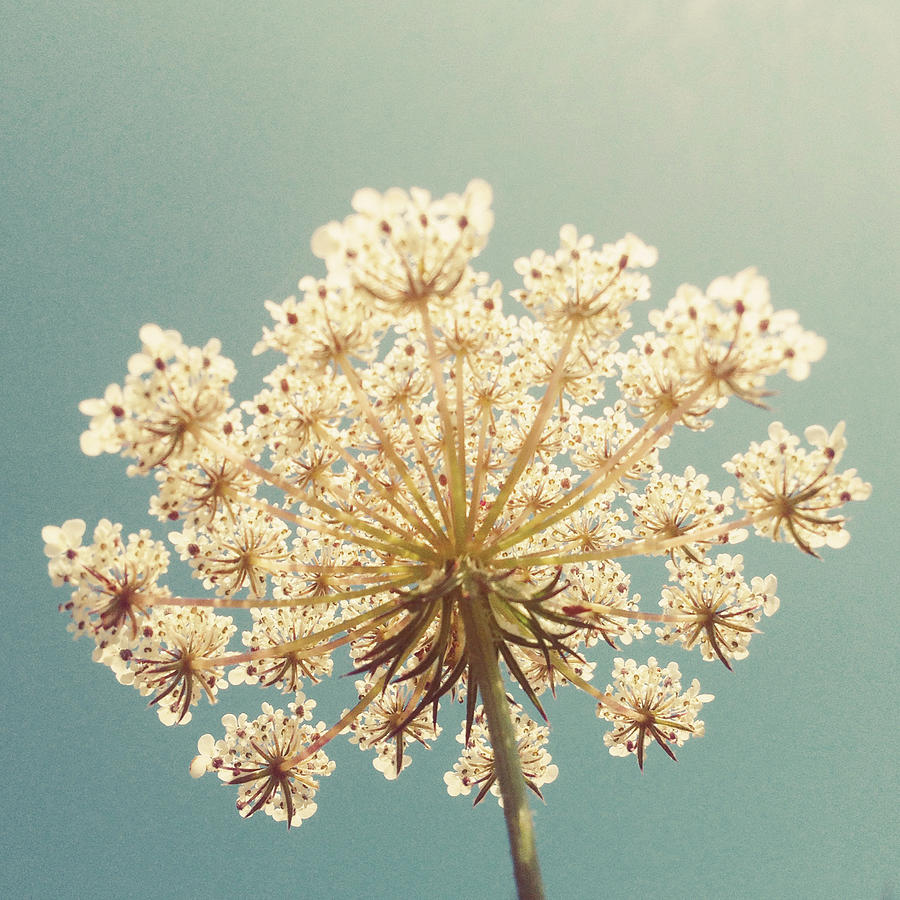 Flower Photograph - Queen Annes Lace by Cassia Beck