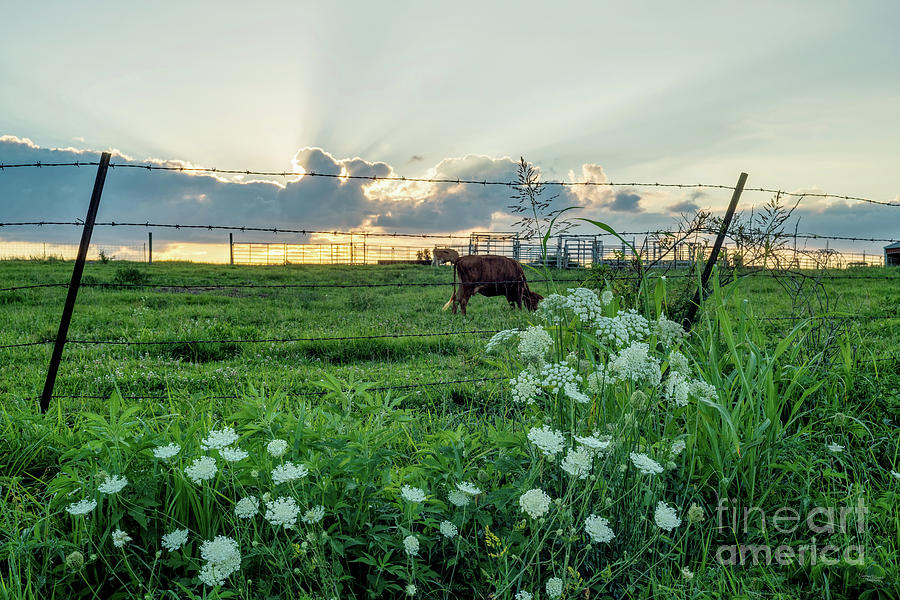 Queen Annes Lace Cattle Farm Sunset Photograph by Jennifer White