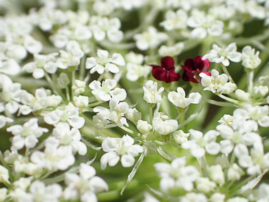 Queen Anne's Lace Flower Close Up Photograph by Rogue Wave Designs ...