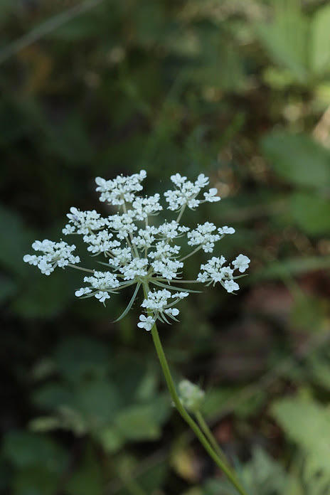 Queen Annes Lace Flower Photograph by Valerie Collins