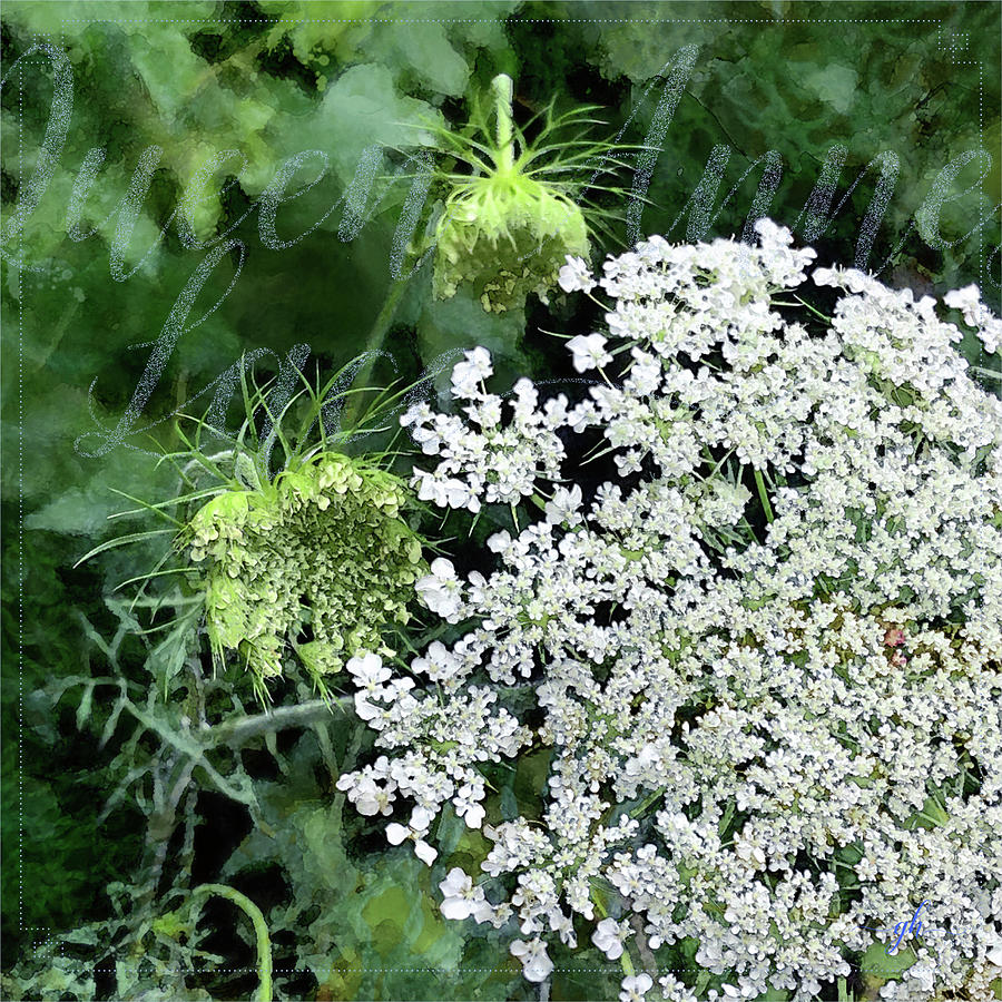 Queen Annes Lace Digital Art by Gina Harrison