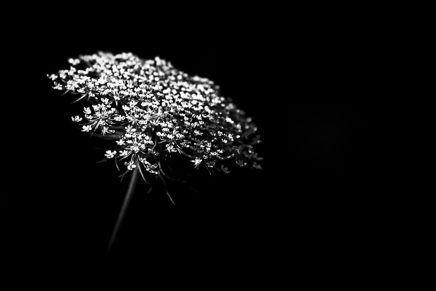 Queen Annes Lace Photograph by Holly Ross
