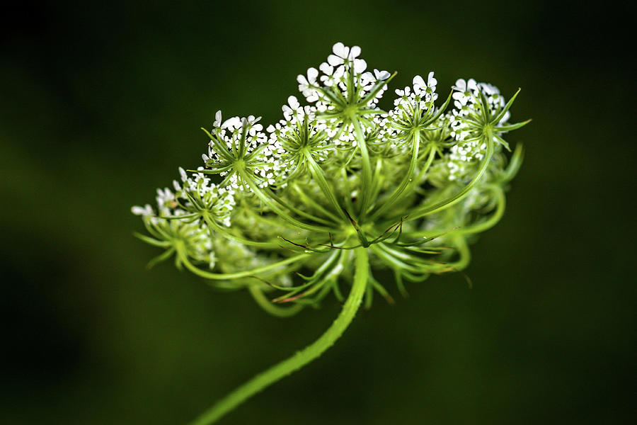 Queen Annes Lace II Photograph by Susie Weaver