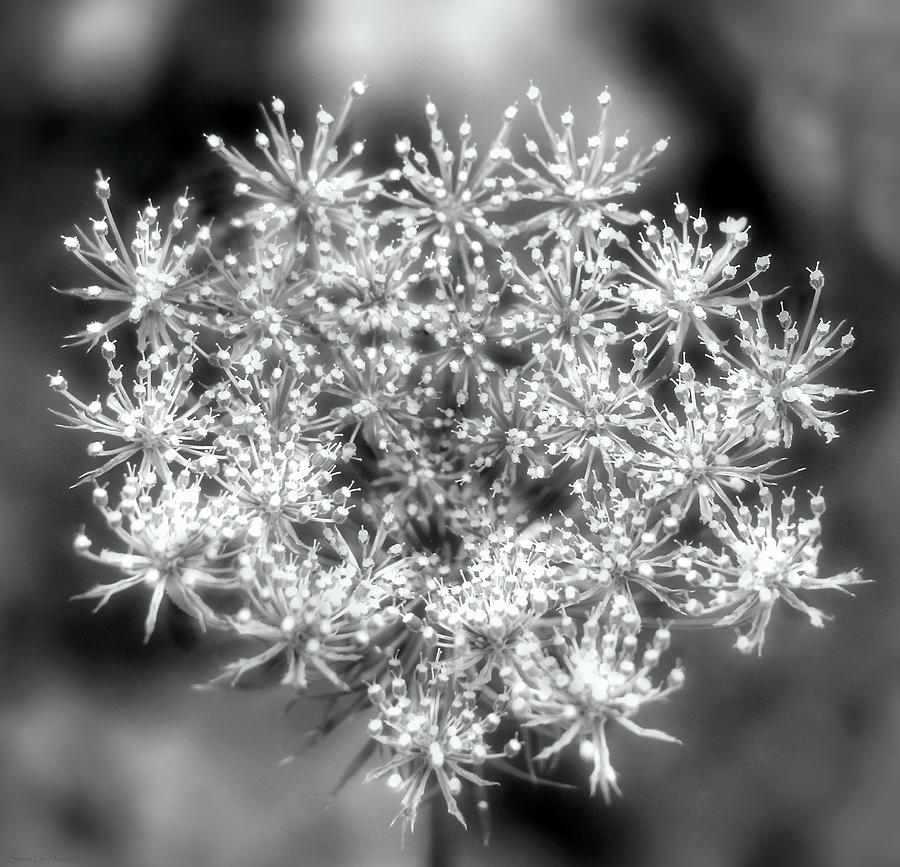 Queen Annes Lace in Black and White Photograph by Sandra Huston