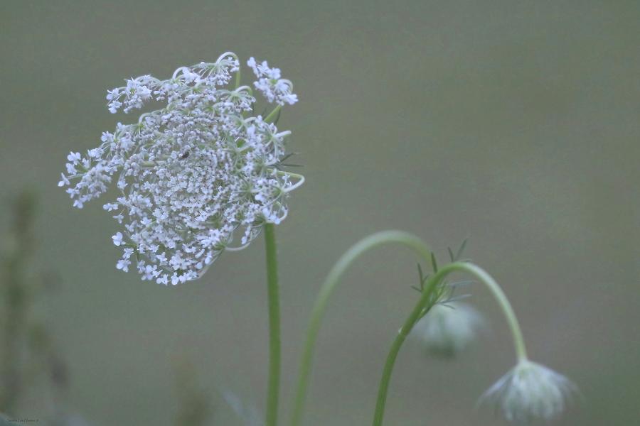 Queen Annes Lace in the Mist Photograph by Sandra Huston