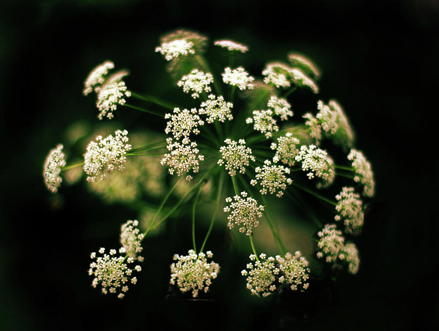 Queen Annes Lace Photograph by Jessica Jenney